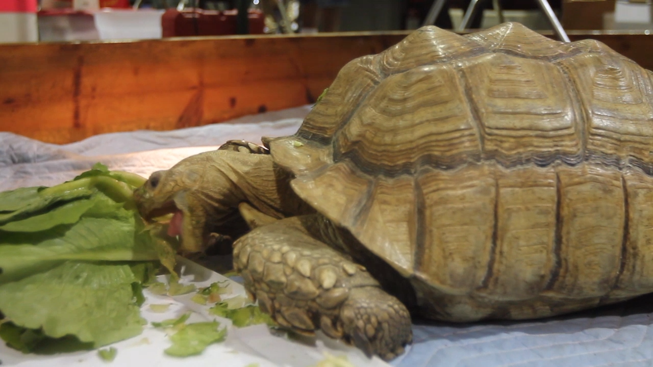 Central Valley Reptile Expo