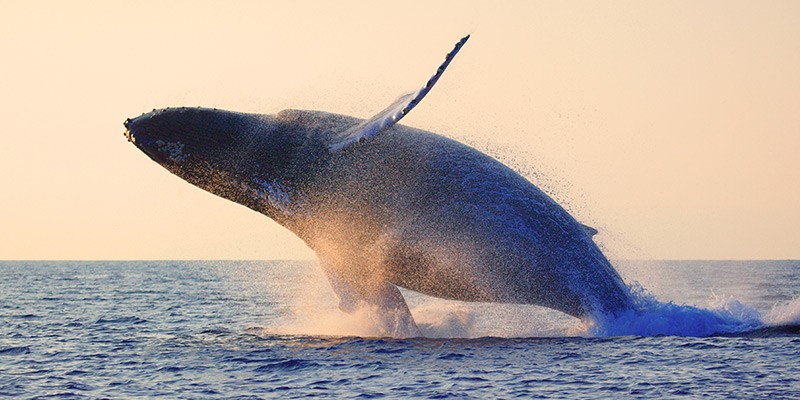 Puerto Vallarta, Mexico All-Inclusive Vacation