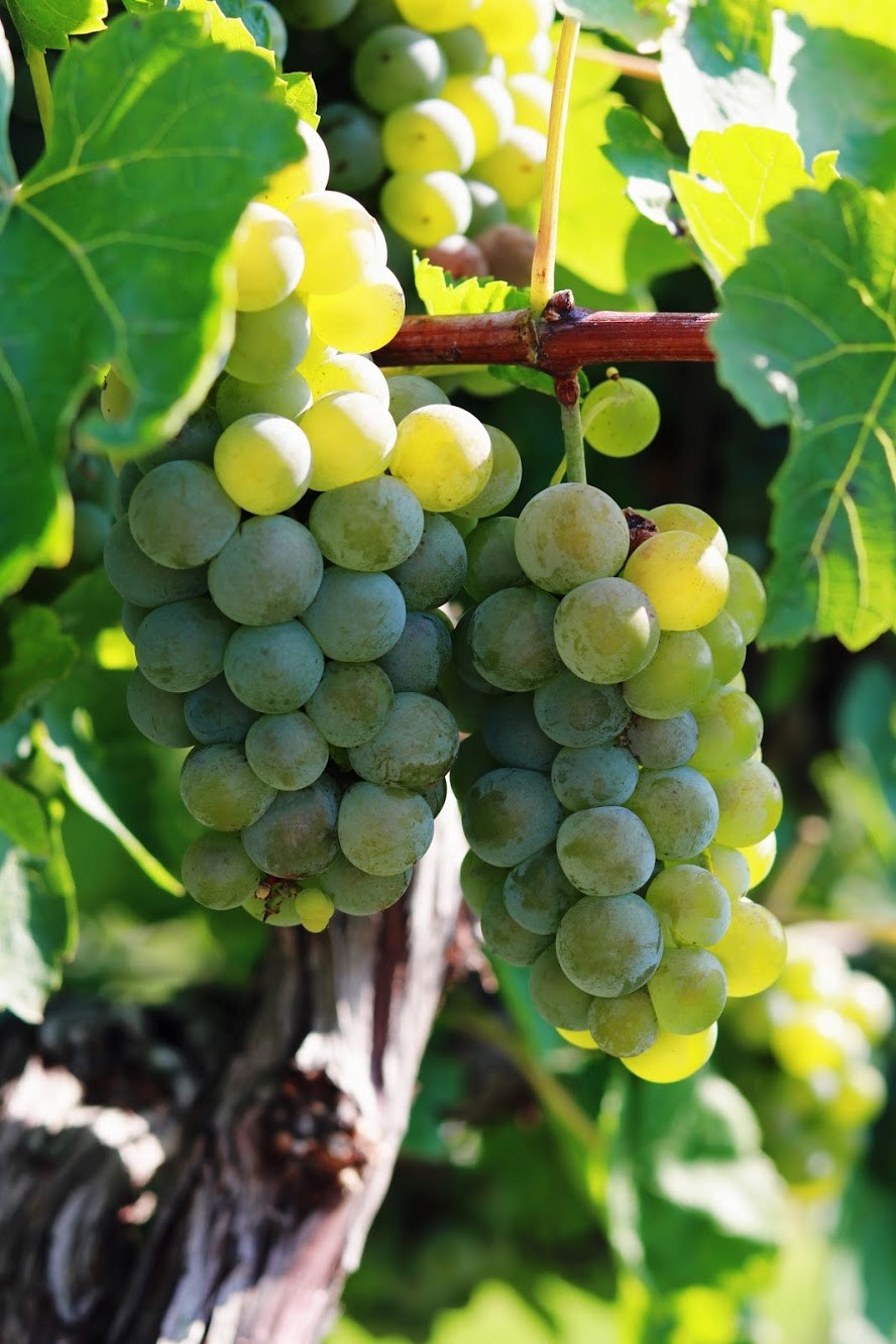 Kickapoo Creek Winery