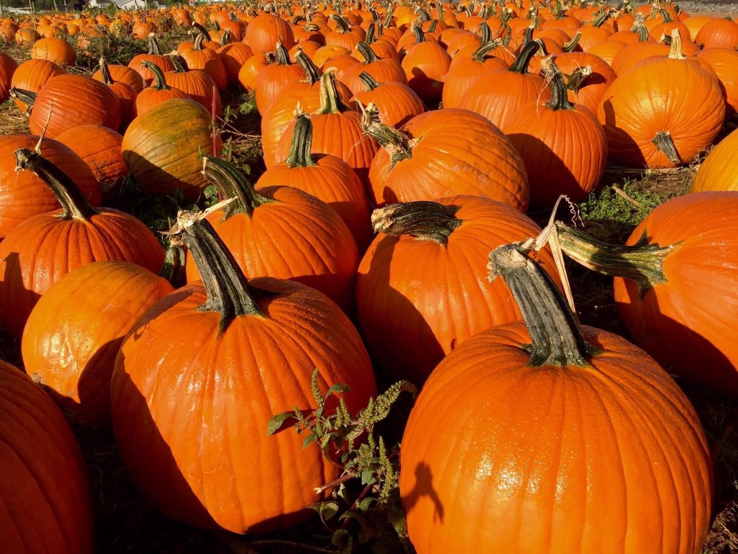 Grim's Orchard & Family Farms