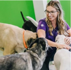 Pet Suites of Lexington 