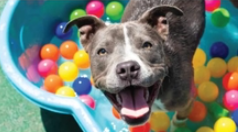 Pet Suites of Lexington 