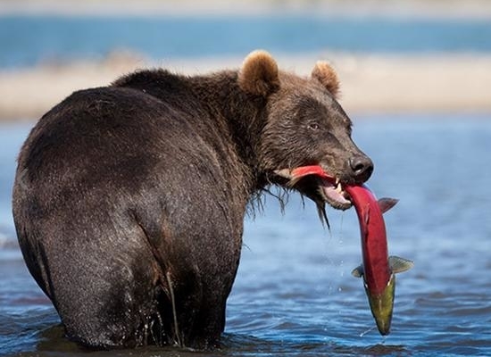 Victory Cruise Lines