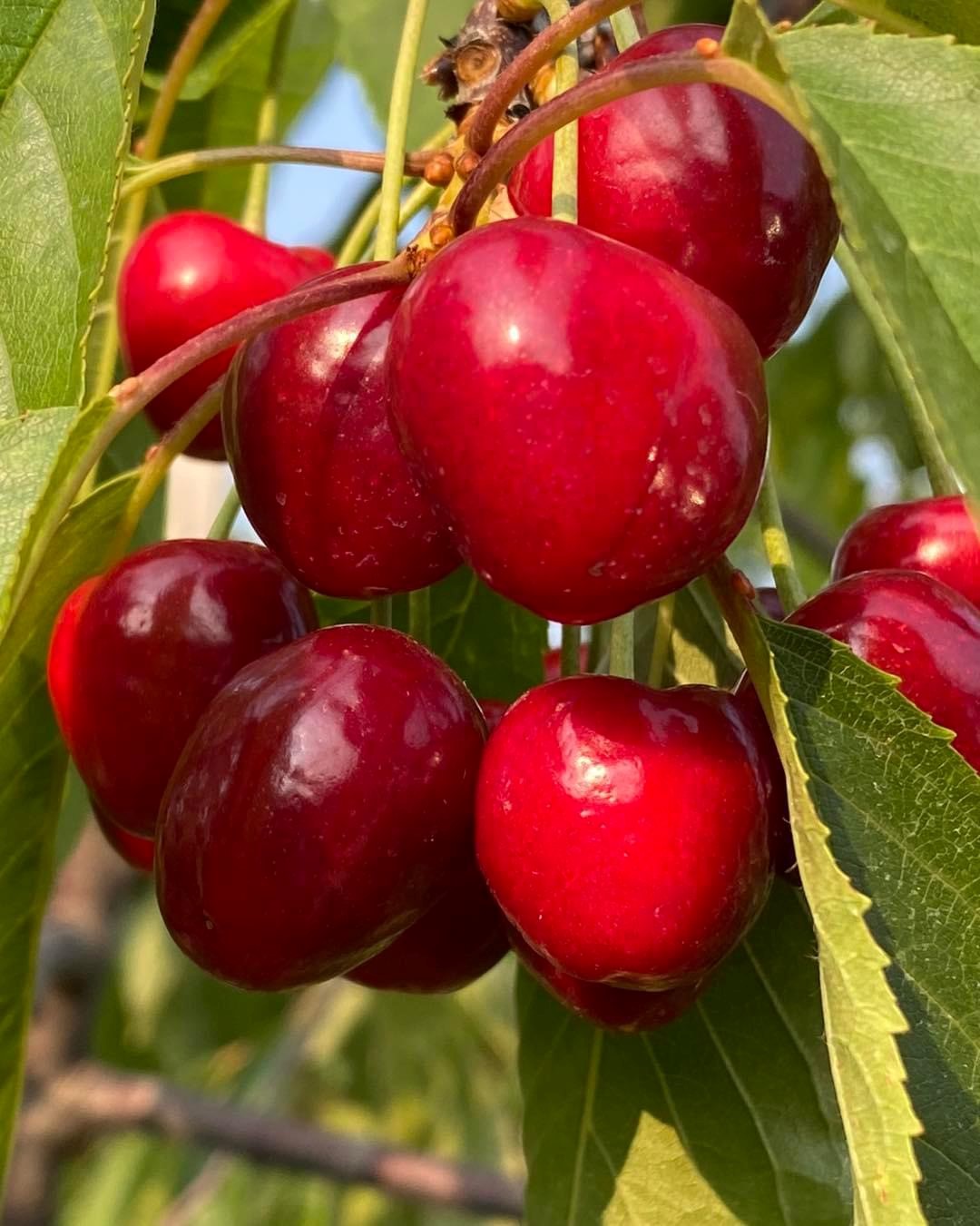 Grim's Orchard & Family Farms