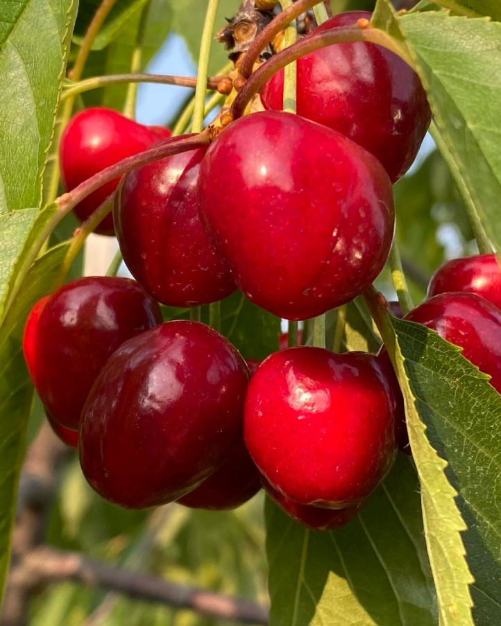 Grim's Orchard & Family Farms