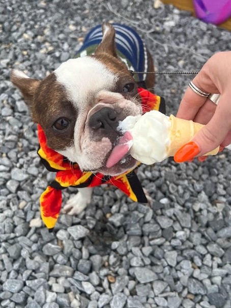 Turtle Roll Ice Cream