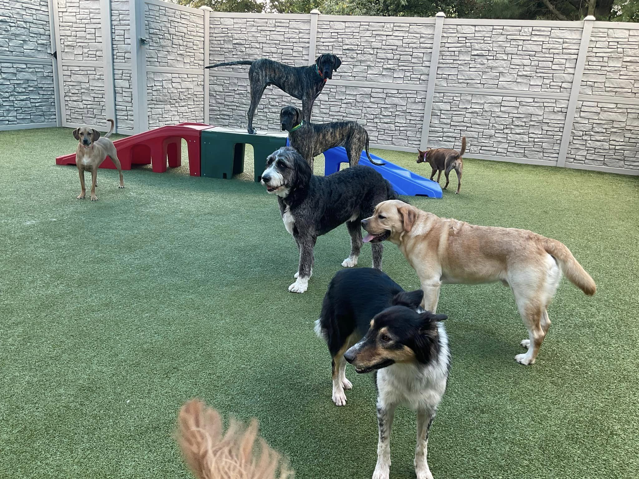 K9 Resorts of Bethlehem