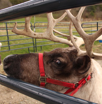 Reindeer Encounter at Whitetail Acres Nursery