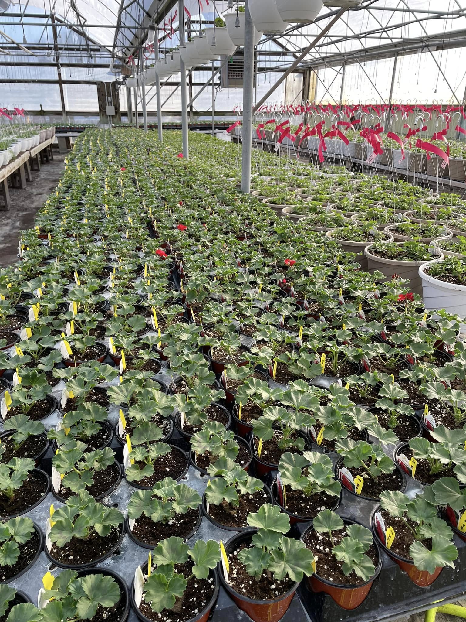 Madison Garden Center and Flower Shop