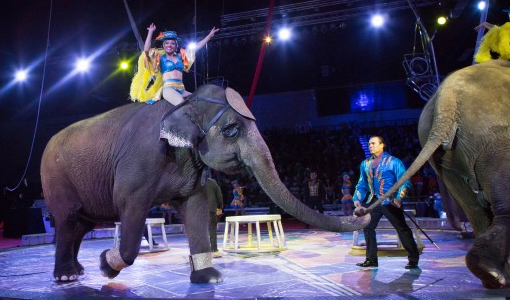 Zenobia Shrine Circus at the Glass City Center
