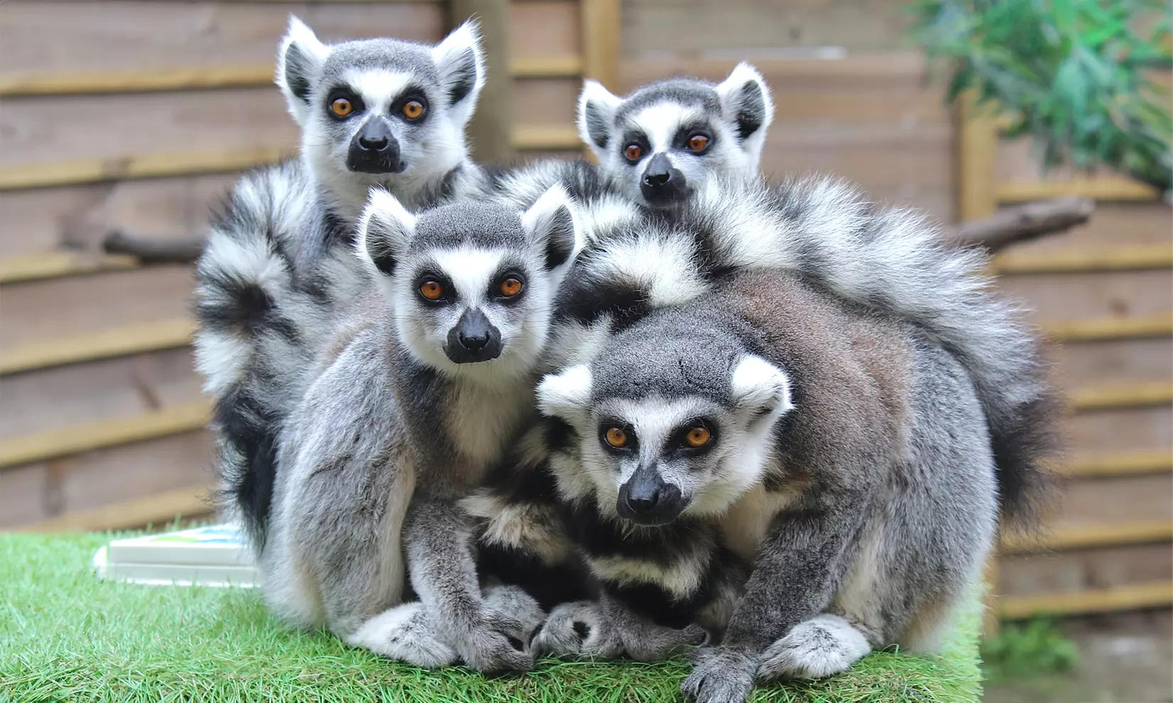 North Florida Wildlife Center