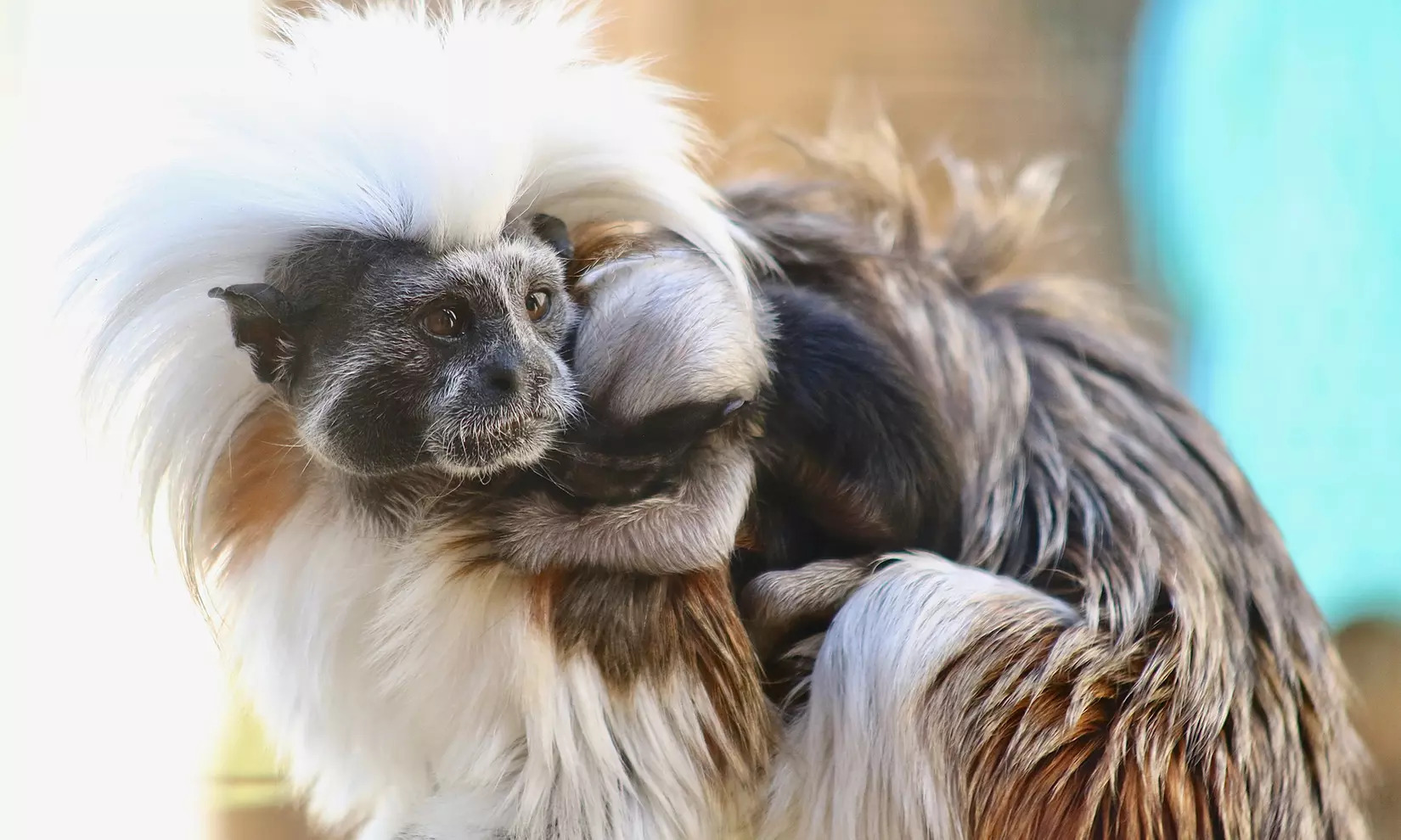 North Florida Wildlife Center