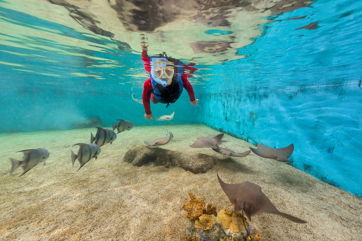 Gulfarium Marine Adventure Park