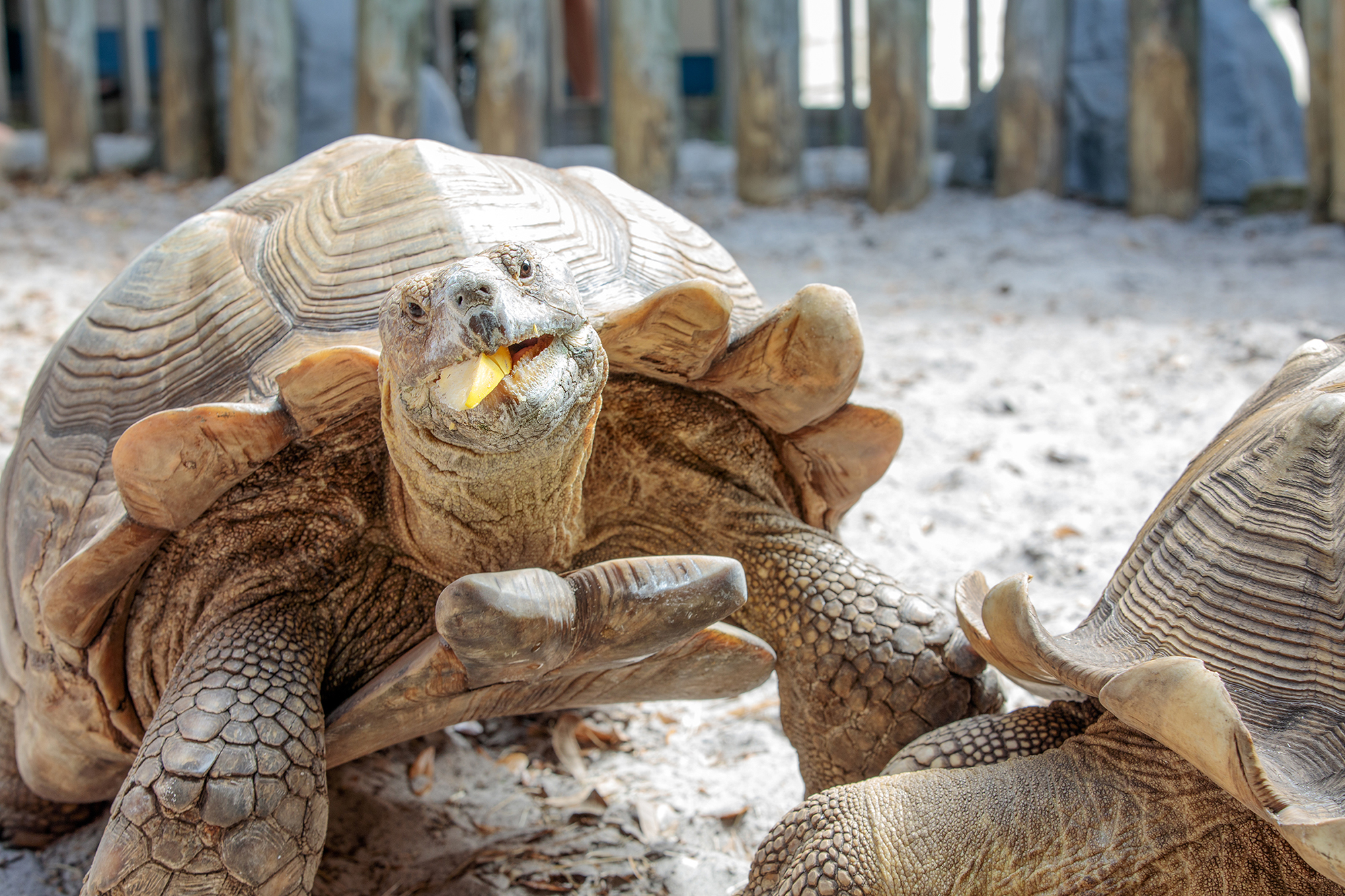 Gulfarium Marine Adventure Park
