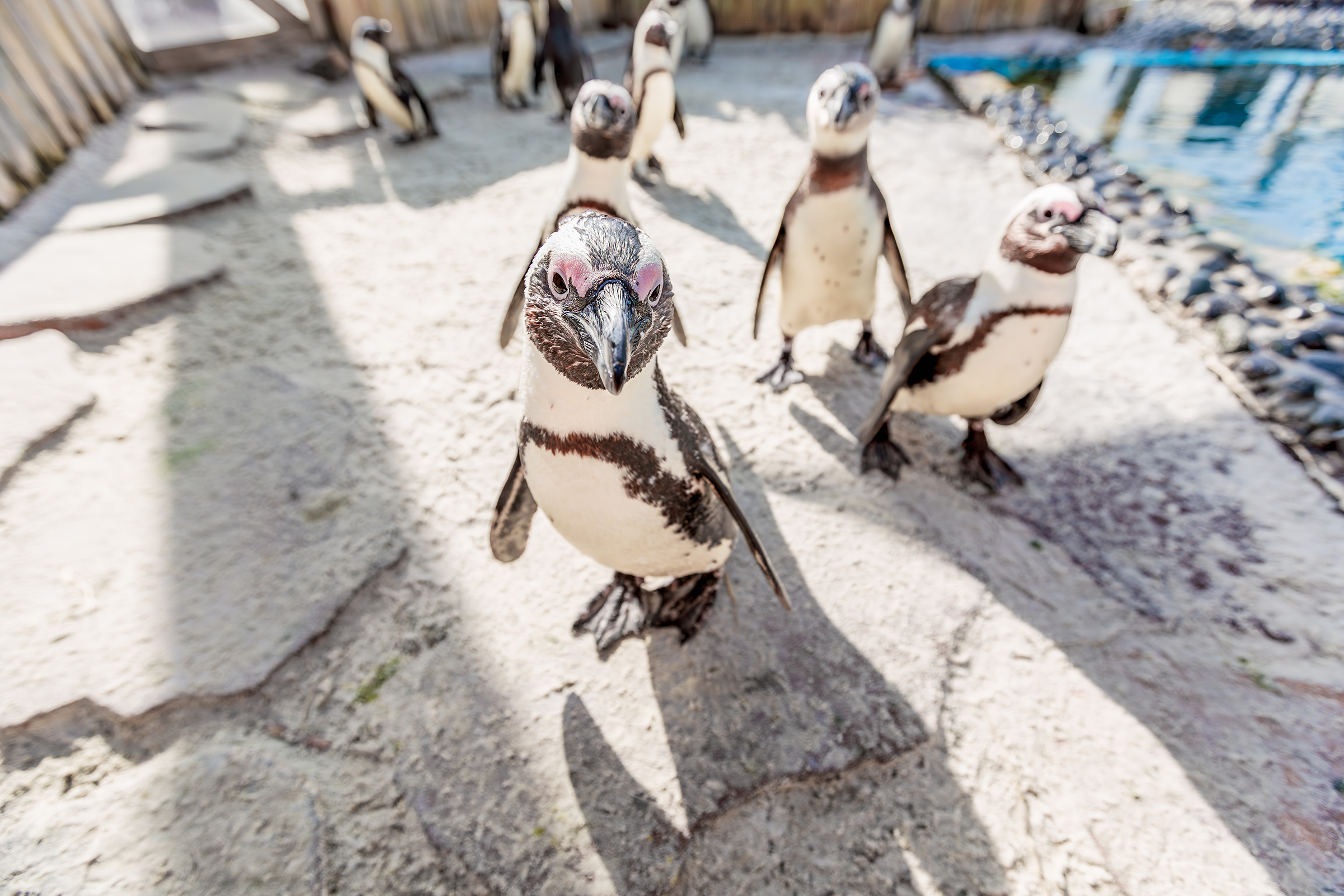 Gulfarium Marine Adventure Park