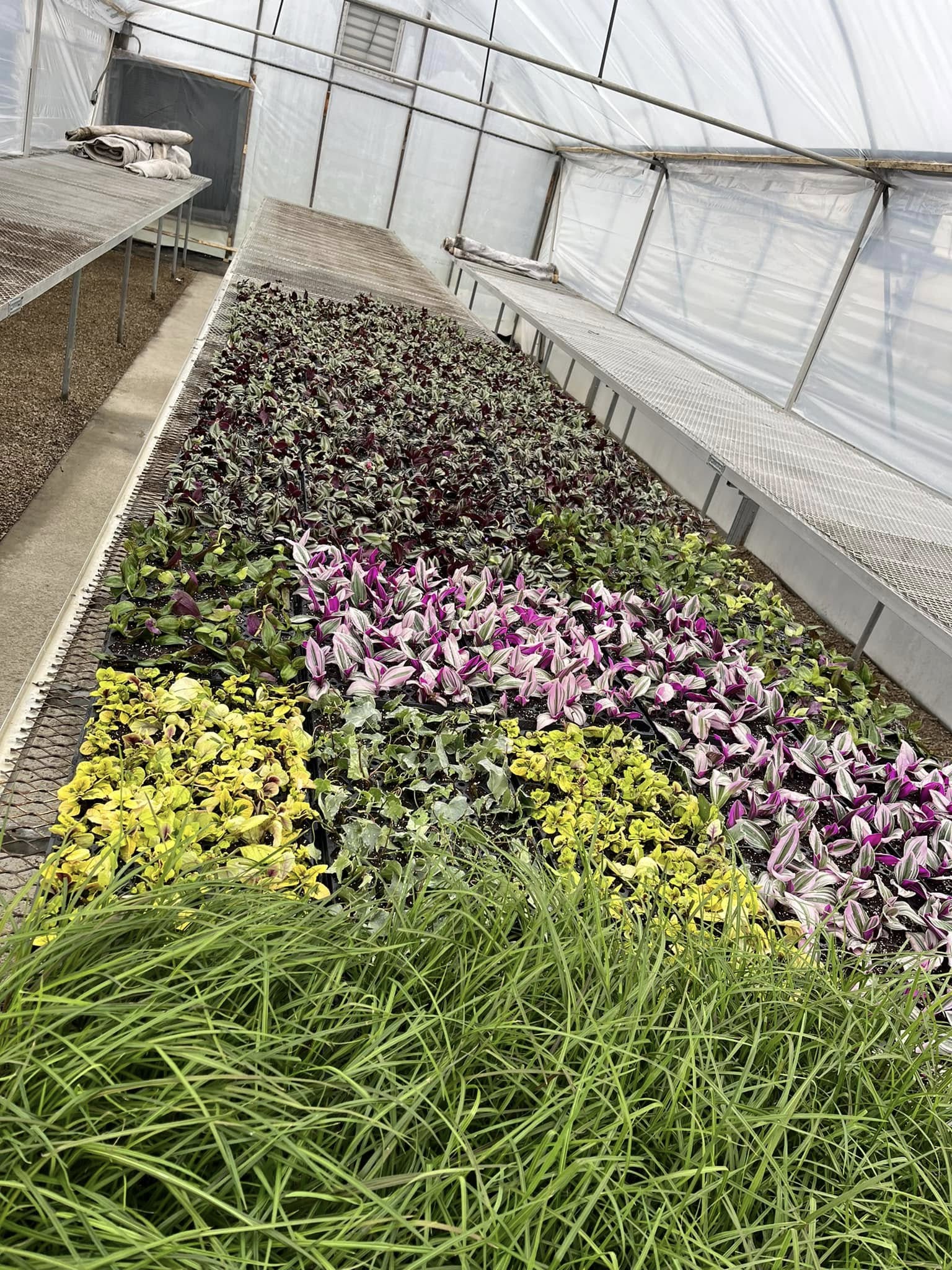 Tom Strain & Sons and Daughter Too