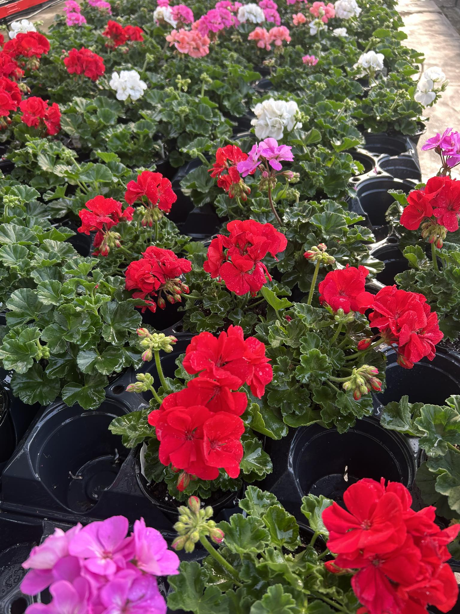 Tom Strain & Sons and Daughter Too