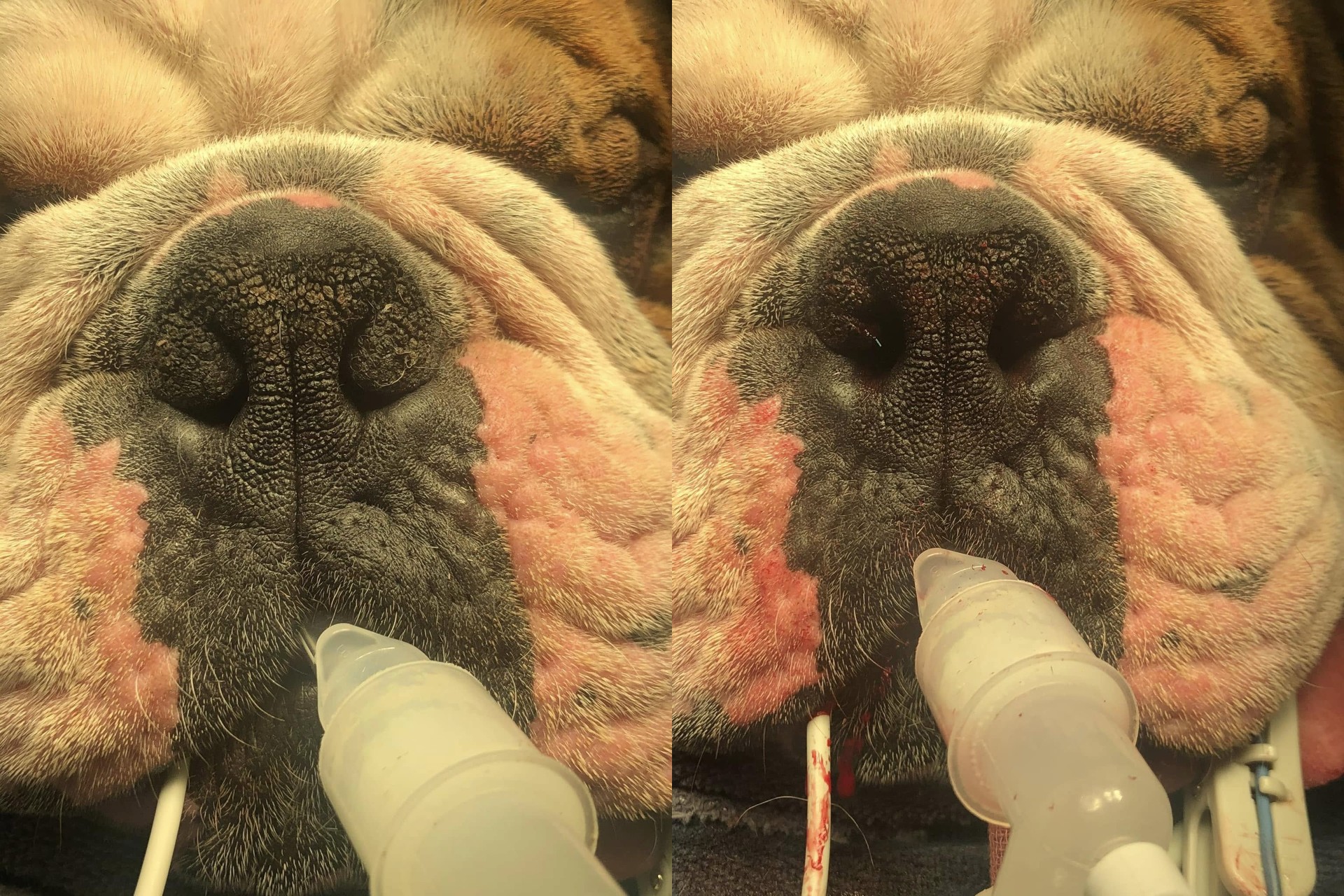 Urgent Veterinary Surgical Suites