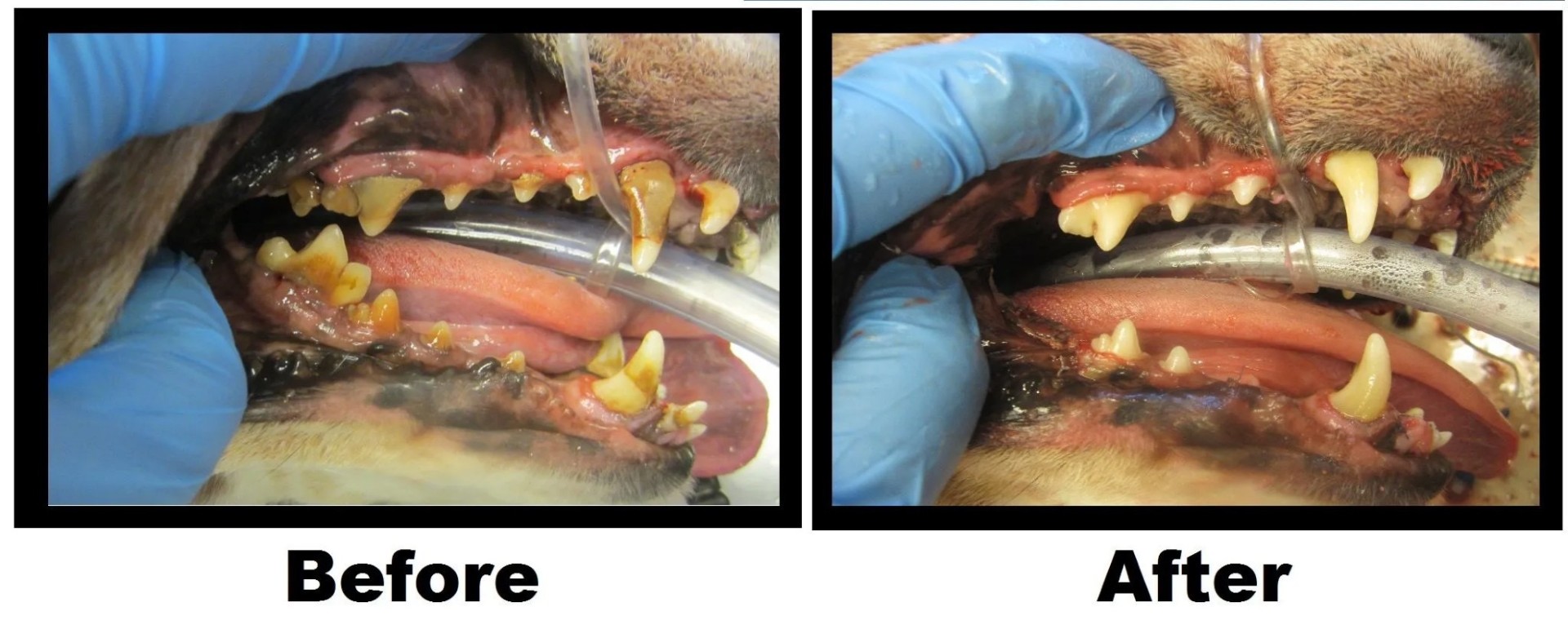 Urgent Veterinary Surgical Suites