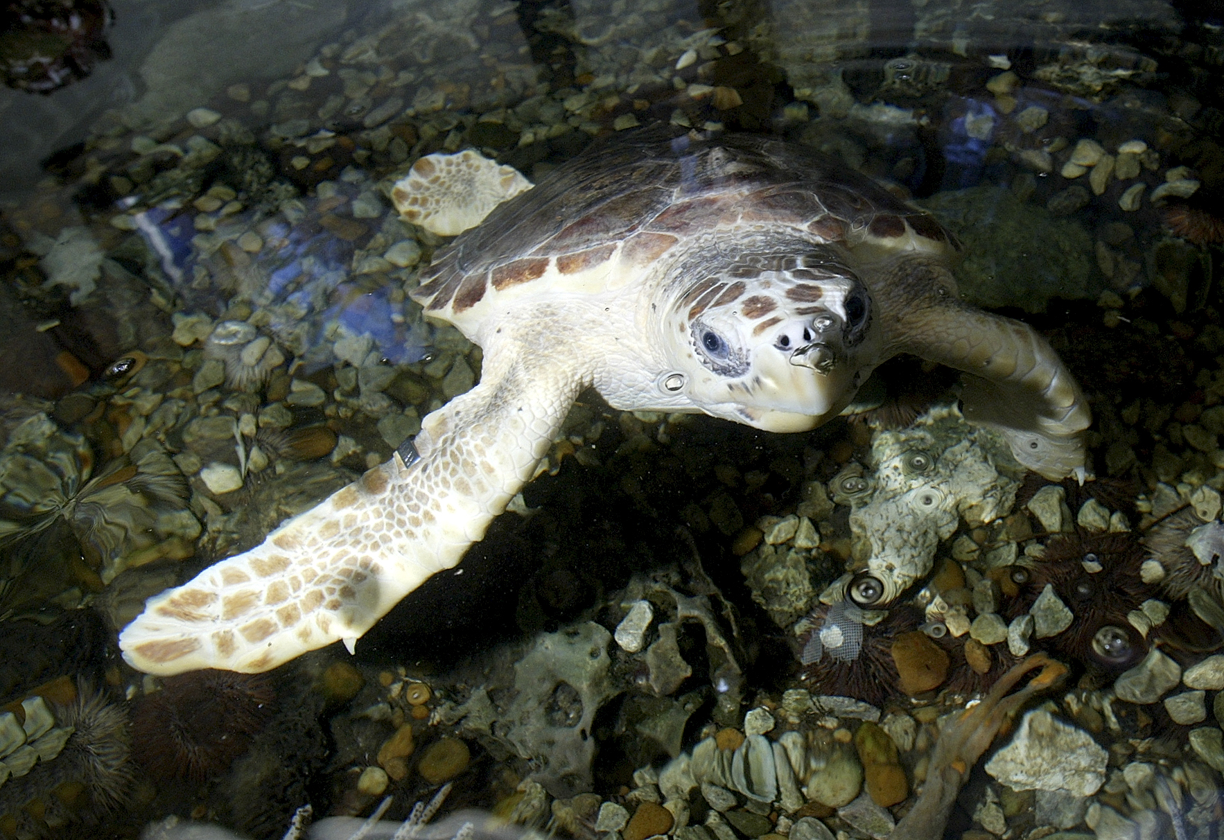 Gulf Specimen Marine Lab