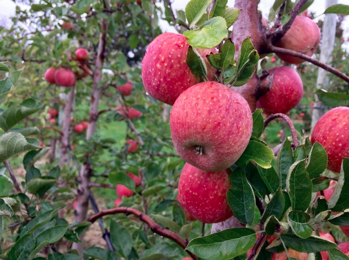 Grim's Orchard & Family Farms 