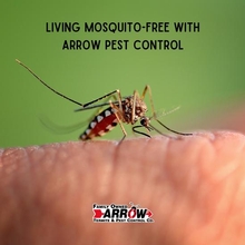 Arrow Termite & Pest Control